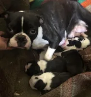 Gideon, a male Boston Terrier for sale in Lake in the Hills, IL – Photo 7 of 10