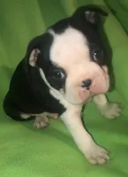 Gideon, a male Boston Terrier for sale in Lake in the Hills, IL – Photo 10 of 10