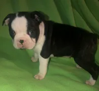 Gideon, a male Boston Terrier for sale in Lake in the Hills, IL – Photo 9 of 10