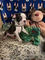 Gideon, a male Boston Terrier for sale in Lake in the Hills, IL – Photo 2 of 10