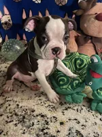 Gideon, a male Boston Terrier for sale in Lake in the Hills, IL – Photo 4 of 10