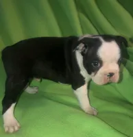 Gideon, a male Boston Terrier for sale in Lake in the Hills, IL – Photo 8 of 10