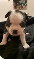 Luke , a male Boston Terrier for sale in Lake in the Hills, IL – 1 of 7