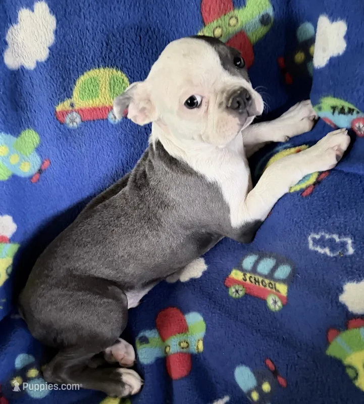 Henry – Boston Terrier puppy for sale in Lake in the Hills, IL