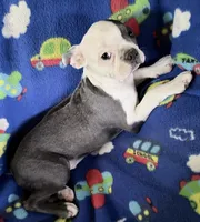 Henry, a male Boston Terrier for sale in Lake in the Hills, IL – 2 of 9