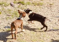 Markie, a male Boston Terrier for sale in Lake in the Hills, IL – 5 of 10