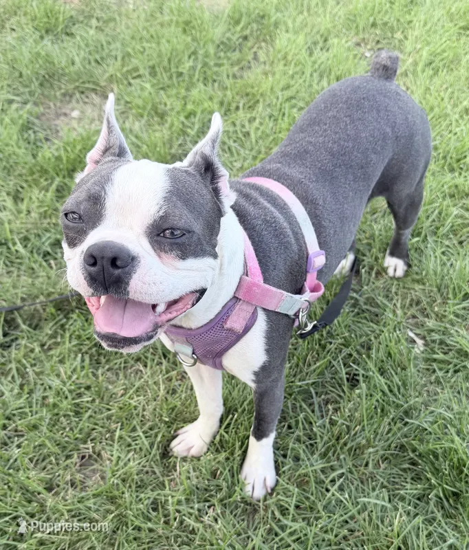 Lavern – Boston Terrier puppy for sale in Lake in the Hills, IL