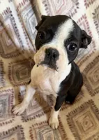 Maggie Mae, a female Boston Terrier for sale in Lake in the Hills, IL – 3 of 7