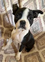 Maggie Mae, a female Boston Terrier for sale in Lake in the Hills, IL – 7 of 7