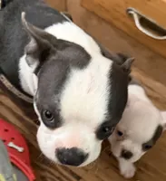 BlueBella, a female Boston Terrier for sale in Lake in the Hills, IL – 8 of 8