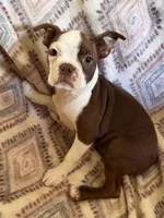 Reba, a female Boston Terrier for sale in Lake in the Hills, IL – 1 of 9