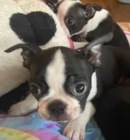 Hannah, a female Boston Terrier for sale in Lake in the Hills, IL – Photo 2 of 5