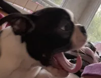 Hannah, a female Boston Terrier for sale in Lake in the Hills, IL – Photo 3 of 5