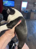 Hannah, a female Boston Terrier for sale in Lake in the Hills, IL – Photo 5 of 5