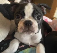 Hannah, a female Boston Terrier for sale in Lake in the Hills, IL – Photo 1 of 5