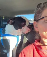 Matthew, a male Boston Terrier for sale in Lake in the Hills, IL – Photo 7 of 10