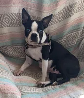 Matthew, a male Boston Terrier for sale in Lake in the Hills, IL – Photo 5 of 10