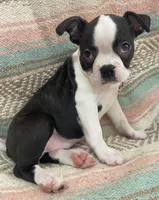 Matthew, a male Boston Terrier for sale in Lake in the Hills, IL – Photo 6 of 10