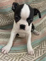 Matthew, a male Boston Terrier for sale in Lake in the Hills, IL – Photo 8 of 10