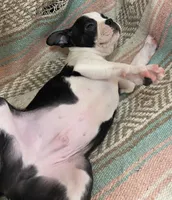 Matthew, a male Boston Terrier for sale in Lake in the Hills, IL – Photo 4 of 10