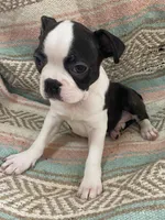 Matthew, a male Boston Terrier for sale in Lake in the Hills, IL – Photo 2 of 10