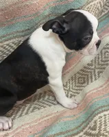 Matthew, a male Boston Terrier for sale in Lake in the Hills, IL – Photo 9 of 10