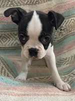 Matthew, a male Boston Terrier for sale in Lake in the Hills, IL – Photo 3 of 10