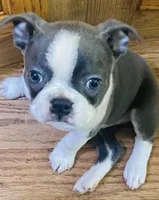 BluElla , a female Boston Terrier for sale in Lake in the Hills, IL – Photo 2 of 10