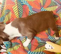 Sarah , a female Boston Terrier for sale in Lake in the Hills, IL – Photo 9 of 9