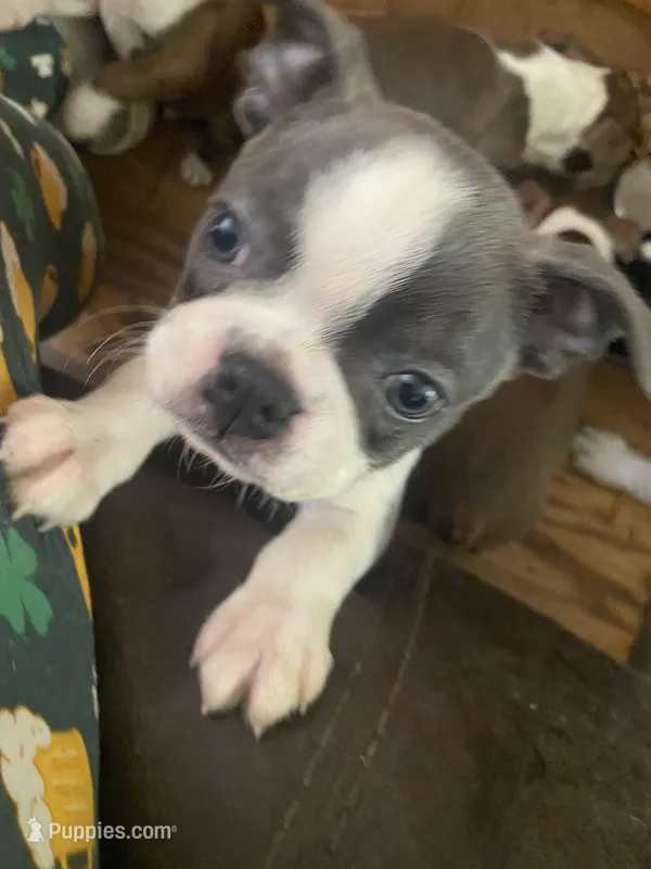 BluElla  – Boston Terrier puppy on hold in Lake in the Hills, IL