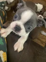BluElla , a female Boston Terrier for sale in Lake in the Hills, IL – Photo 10 of 10