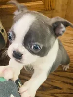 BluElla , a female Boston Terrier for sale in Lake in the Hills, IL – Photo 4 of 10