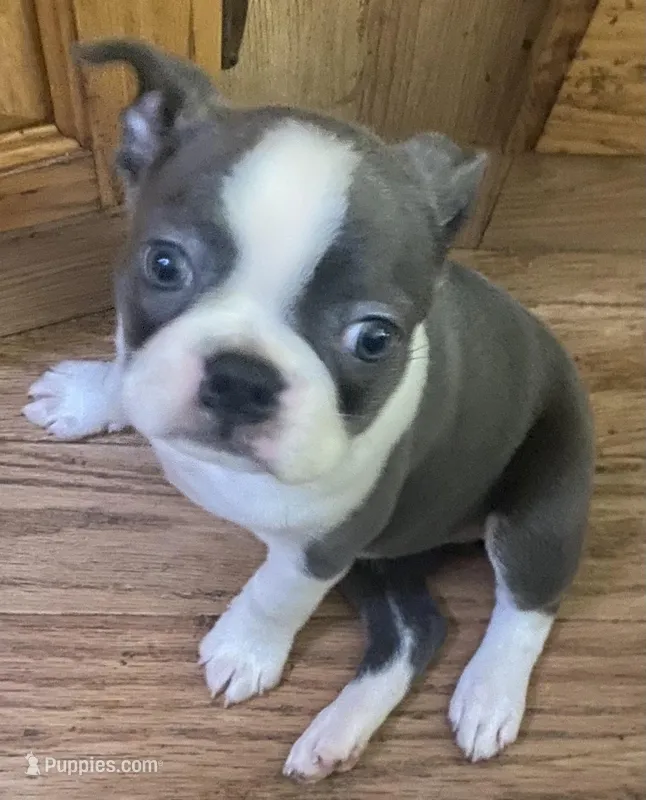 BluElla  – Boston Terrier puppy for sale in Lake in the Hills, IL