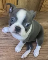 BluElla , a female Boston Terrier for sale in Lake in the Hills, IL – Photo 1 of 10