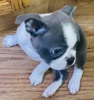 BluElla , a female Boston Terrier for sale in Lake in the Hills, IL – Photo 3 of 10