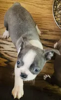 BluElla , a female Boston Terrier for sale in Lake in the Hills, IL – Photo 7 of 10