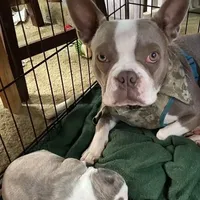 Miah, a male Boston Terrier for sale in Lake in the Hills, IL – Photo 3 of 5