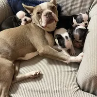 Miah, a male Boston Terrier for sale in Lake in the Hills, IL – Photo 5 of 5