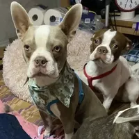 Miah, a male Boston Terrier for sale in Lake in the Hills, IL – Photo 4 of 5