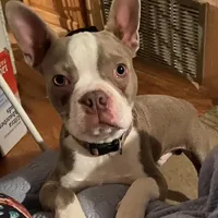 Miah, a male Boston Terrier for sale in Lake in the Hills, IL – Photo 1 of 5