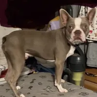 Miah, a male Boston Terrier for sale in Lake in the Hills, IL – Photo 2 of 5