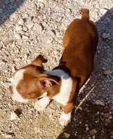 Markie, a male Boston Terrier for sale in Lake in the Hills, IL – 2 of 10