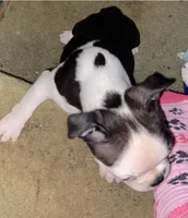 Mary, a female Boston Terrier for sale in Lake in the Hills, IL – Photo 6 of 8