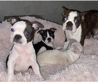 Mary, a female Boston Terrier for sale in Lake in the Hills, IL – Photo 5 of 8