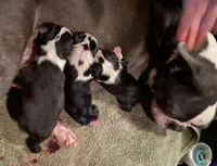 Mary, a female Boston Terrier for sale in Lake in the Hills, IL – Photo 7 of 8