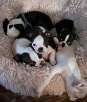 Mary, a female Boston Terrier for sale in Lake in the Hills, IL – Photo 8 of 8