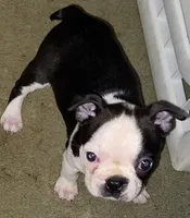 Mary, a female Boston Terrier for sale in Lake in the Hills, IL – Photo 1 of 8