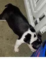 Mary, a female Boston Terrier for sale in Lake in the Hills, IL – Photo 2 of 8