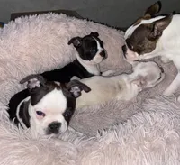 Mary, a female Boston Terrier for sale in Lake in the Hills, IL – Photo 3 of 8