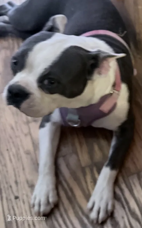 Lavern – Boston Terrier puppy for sale in Lake in the Hills, IL